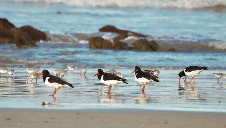 Les oiseaux hivernants de la baie de la Forêt au cap Coz